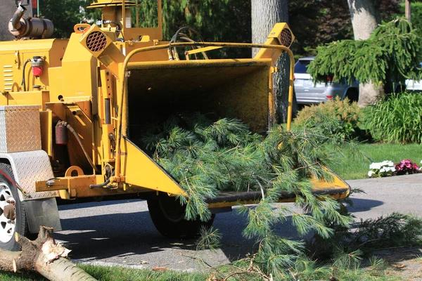 Affordable Tree Removal Service Mobile for Every Property