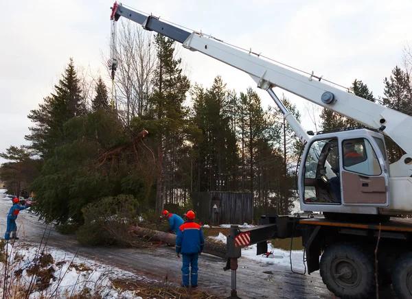 Complete Tree Services for Homes and Businesses
