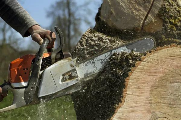 Reliable Tree Service Madison for Residential and Commercial Properties